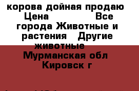 корова дойная продаю › Цена ­ 100 000 - Все города Животные и растения » Другие животные   . Мурманская обл.,Кировск г.